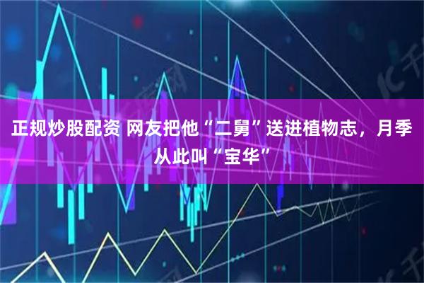 正规炒股配资 网友把他“二舅”送进植物志，月季从此叫“宝华”